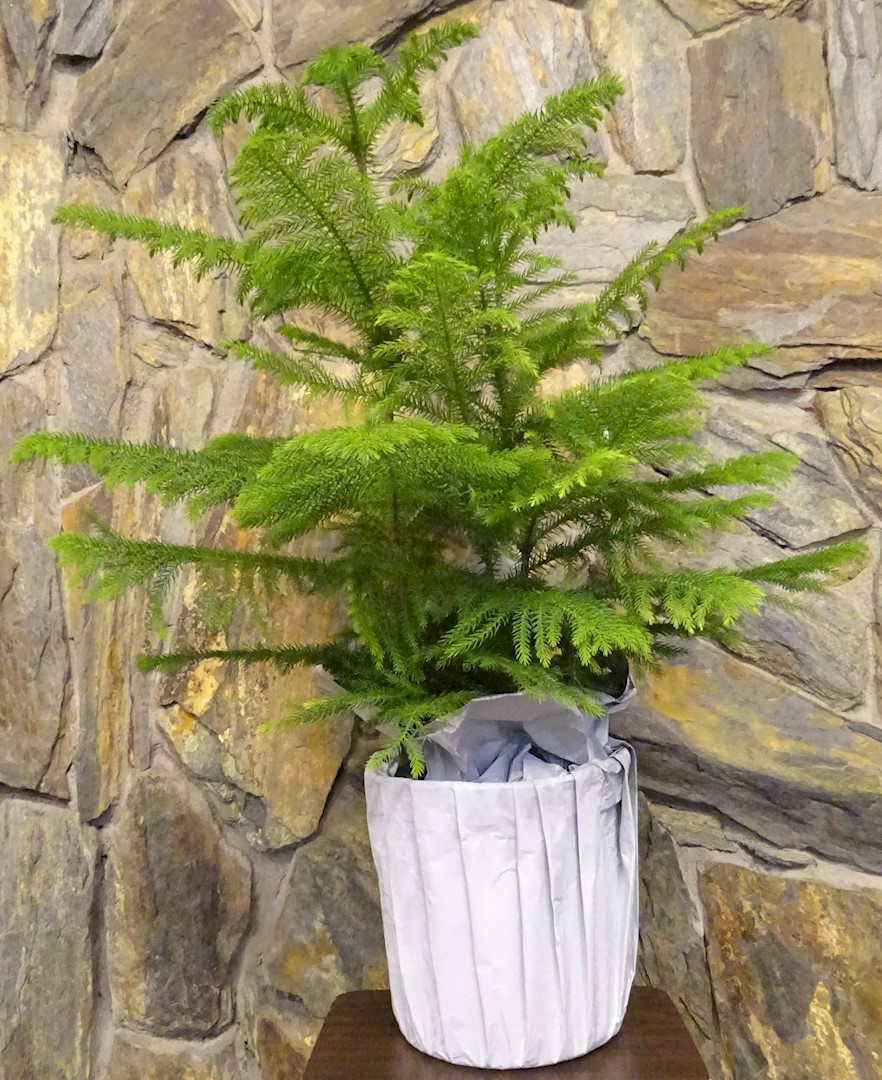 Flowers from The George Brooks Boys and Families