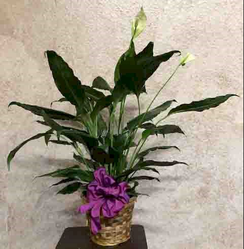 Flowers from Scott, Tanya, and Family and Michelle, Donavan, and Family