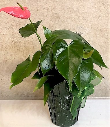 Flowers from Kelly, Susie, Josh, Will, Danielle, and Greg Radigan