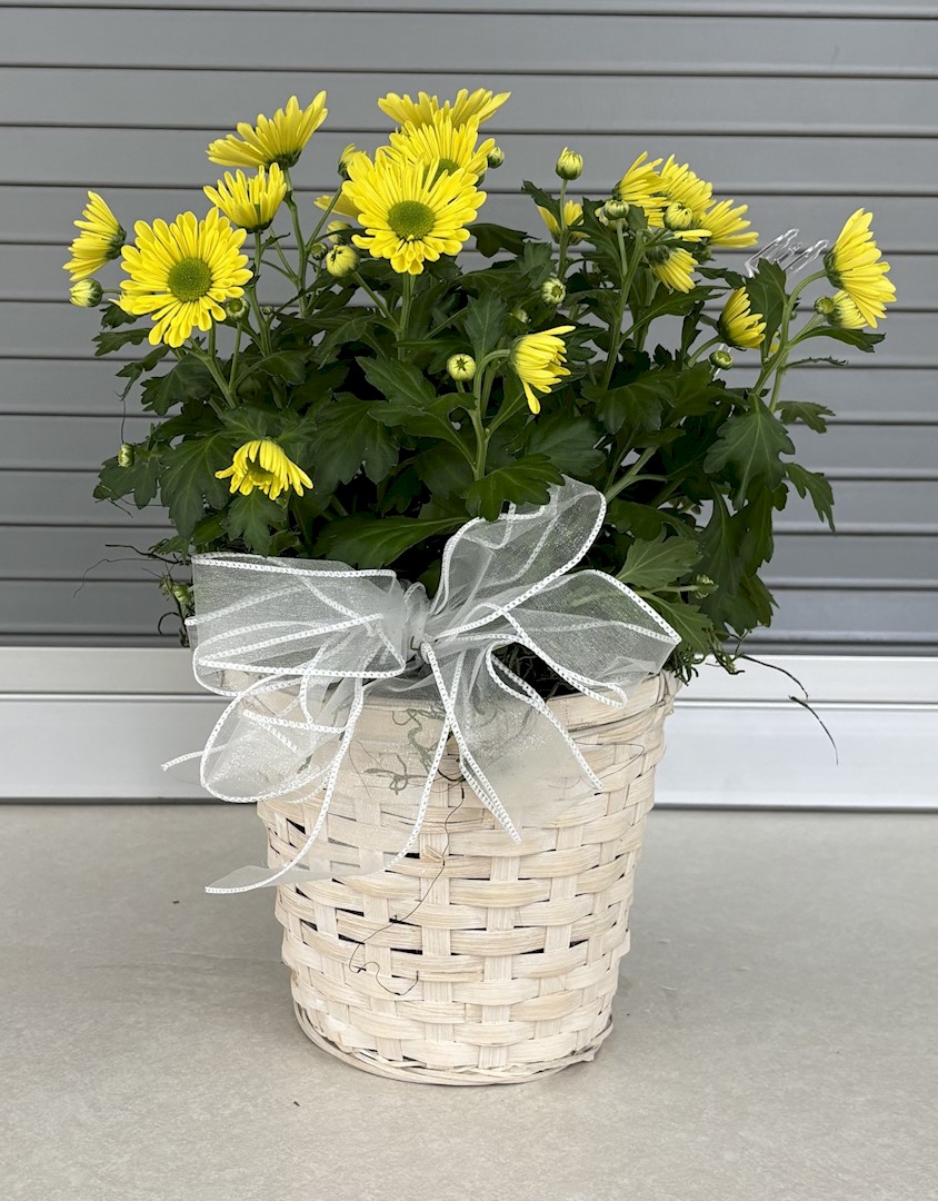Flowers from Darlene McCormick