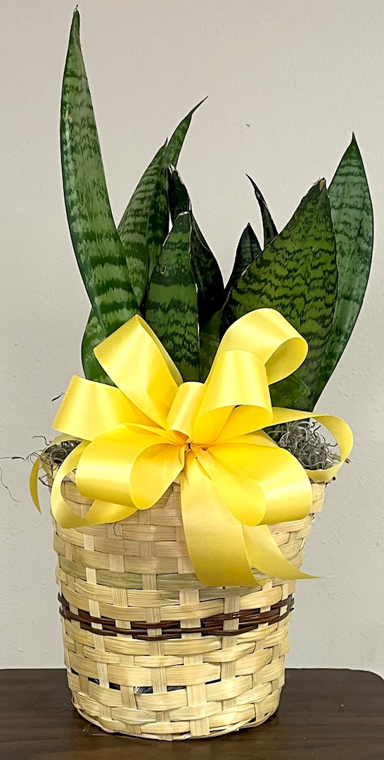 Flowers from The Nick Feller Family