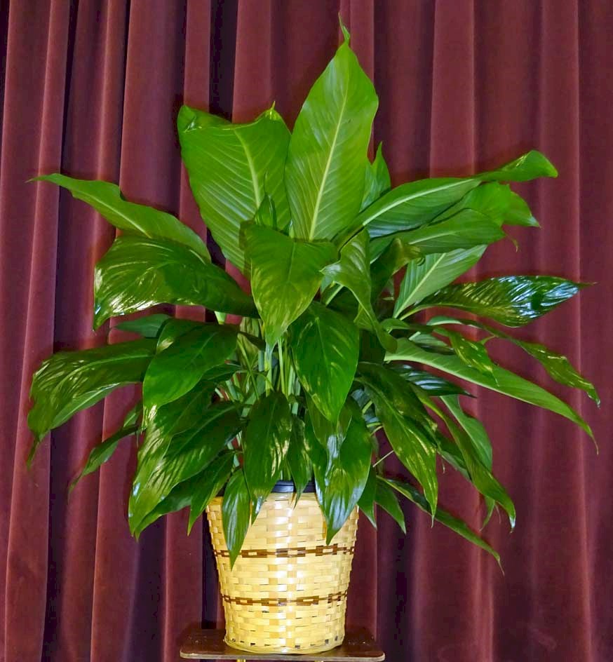 Flowers from Alice Williams Family