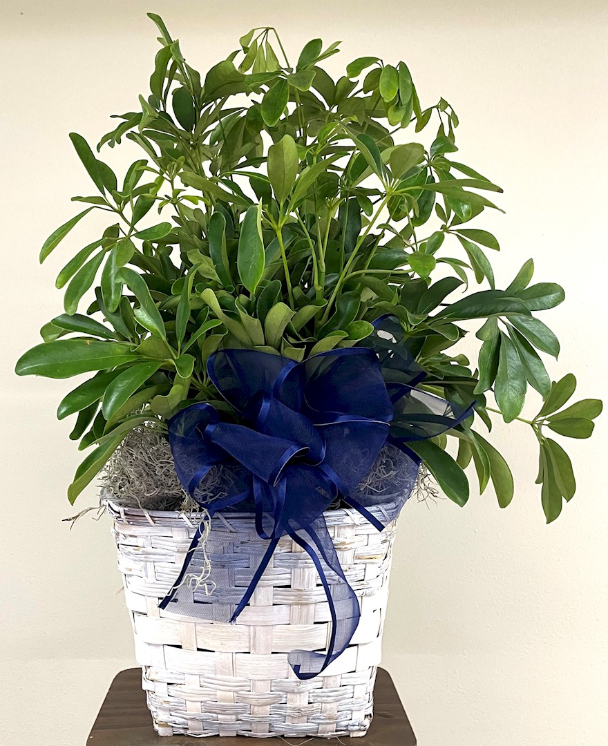 Flowers from Jody Daly