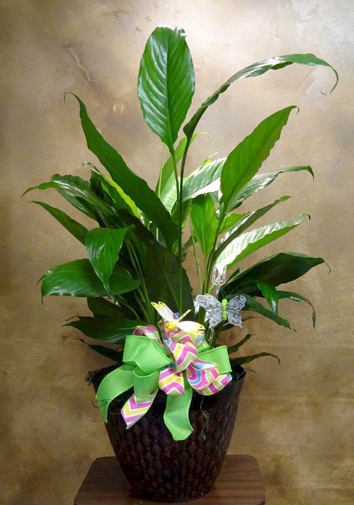 Flowers from Philip Health Services TLC and
Board of Directors