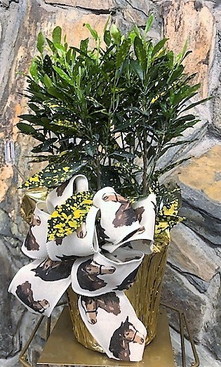 Flowers from Dakota Country Pharmacy