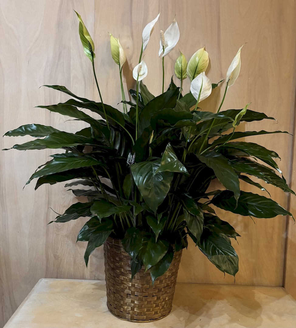 Flowers from Hayes Hall Board of Directors and Hayes Drama Club