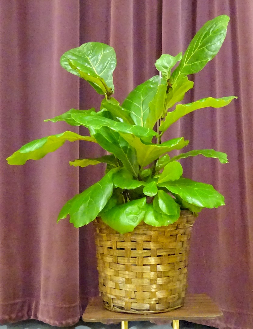 Flowers from Heidi, Jody, and Kristin