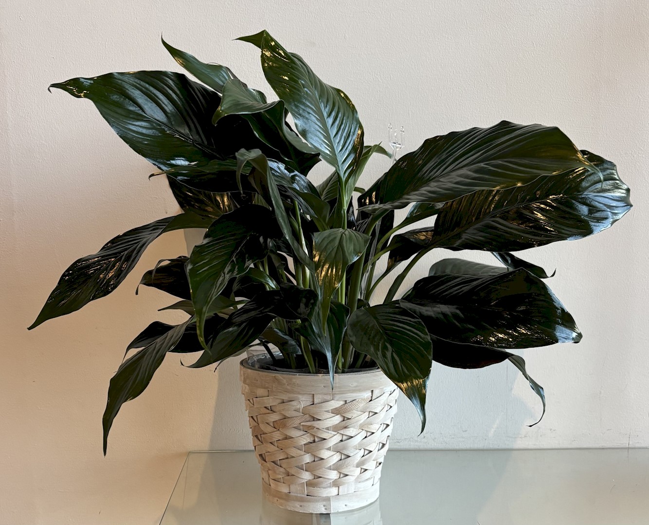 Flowers from The Schwartz Family