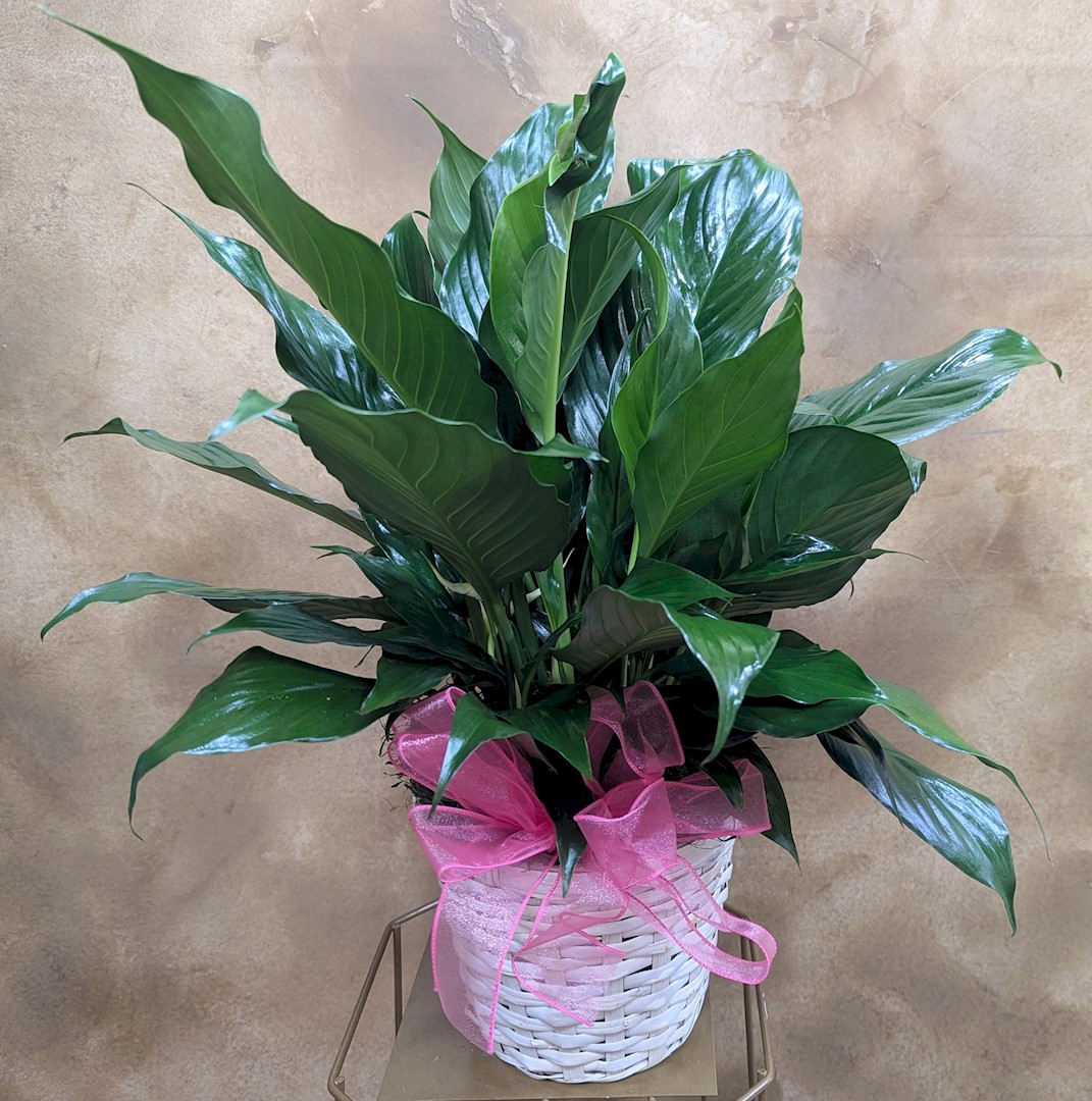 Flowers from Dakota Country Pharmacy