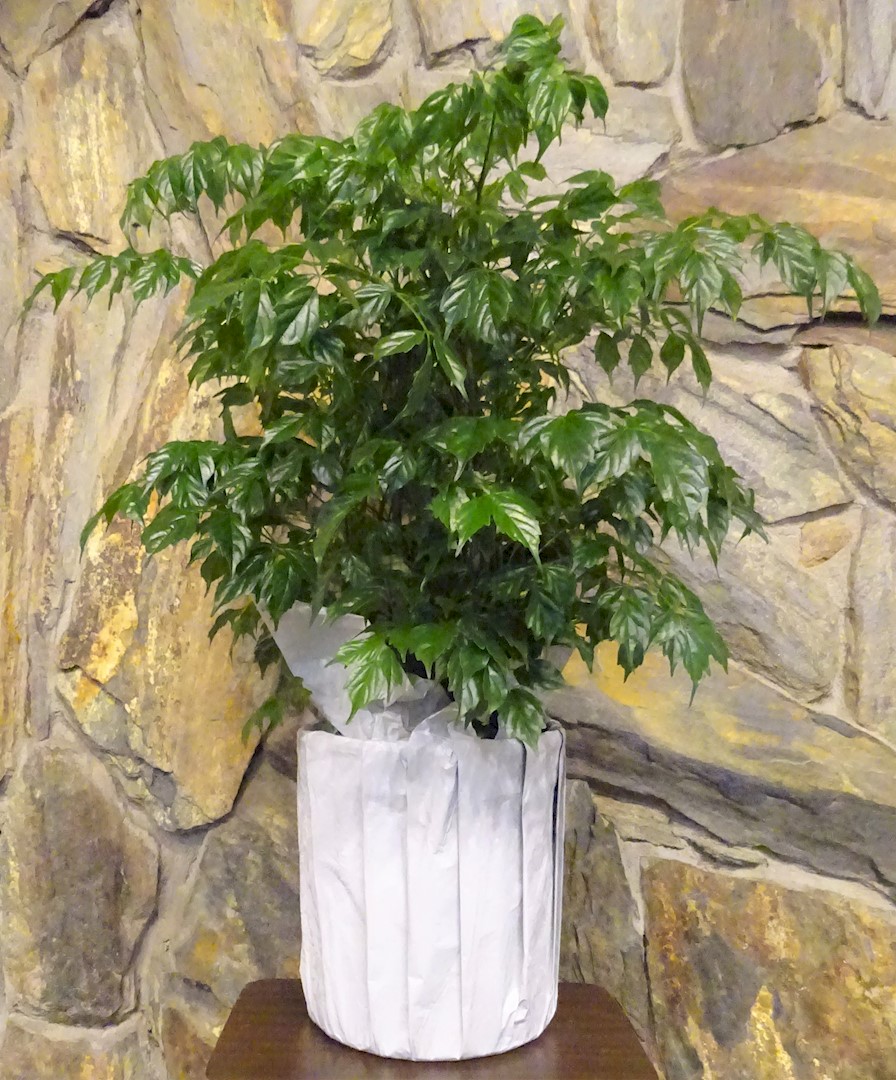 Flowers from Cradles and Crayons Daycare