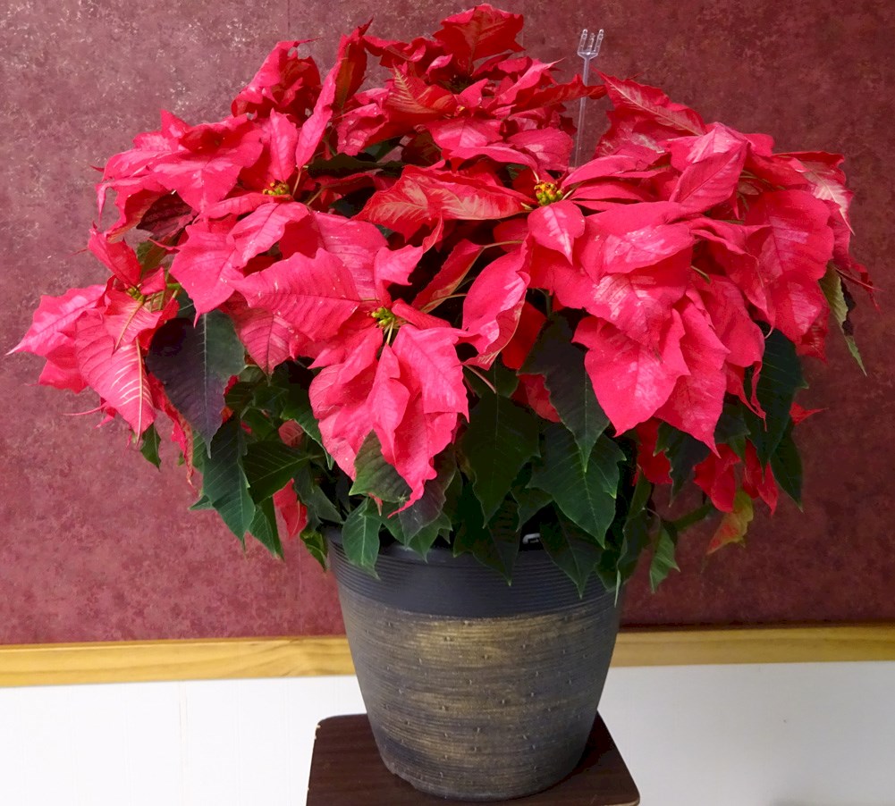 Flowers from Family