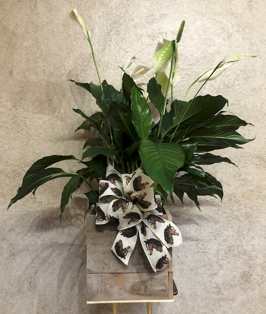 Flowers from Kent and Eileen Jordan Family