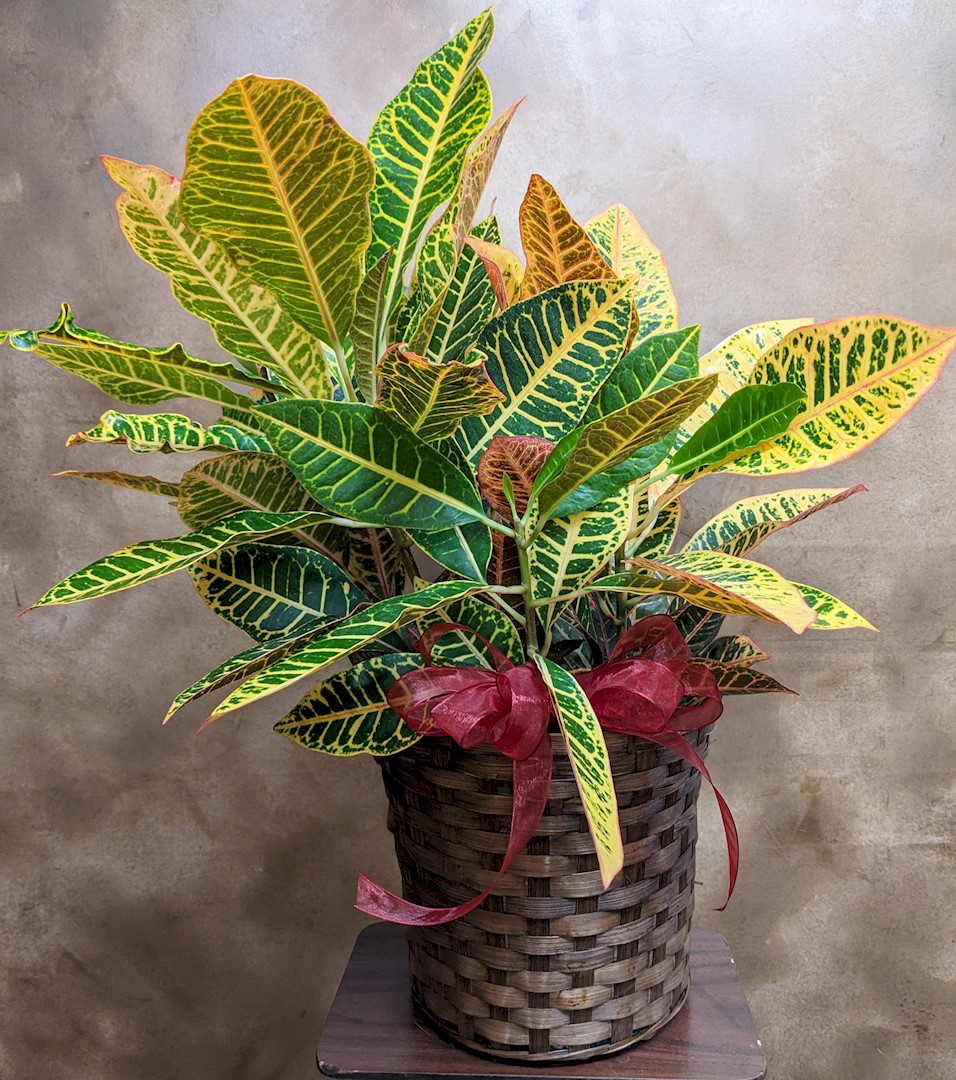 Flowers from Jim and Betty; Tom and Denise; Janice and Benny; Fred and Marilyn; Paul and Nancy; and Jeff