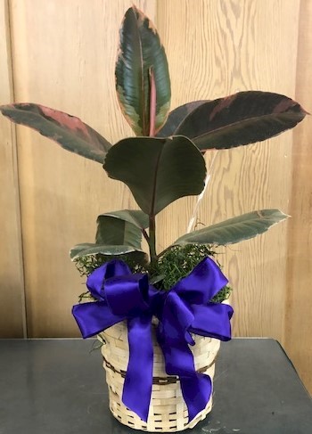 Flowers from Jim and Debbie Antonsen and Families