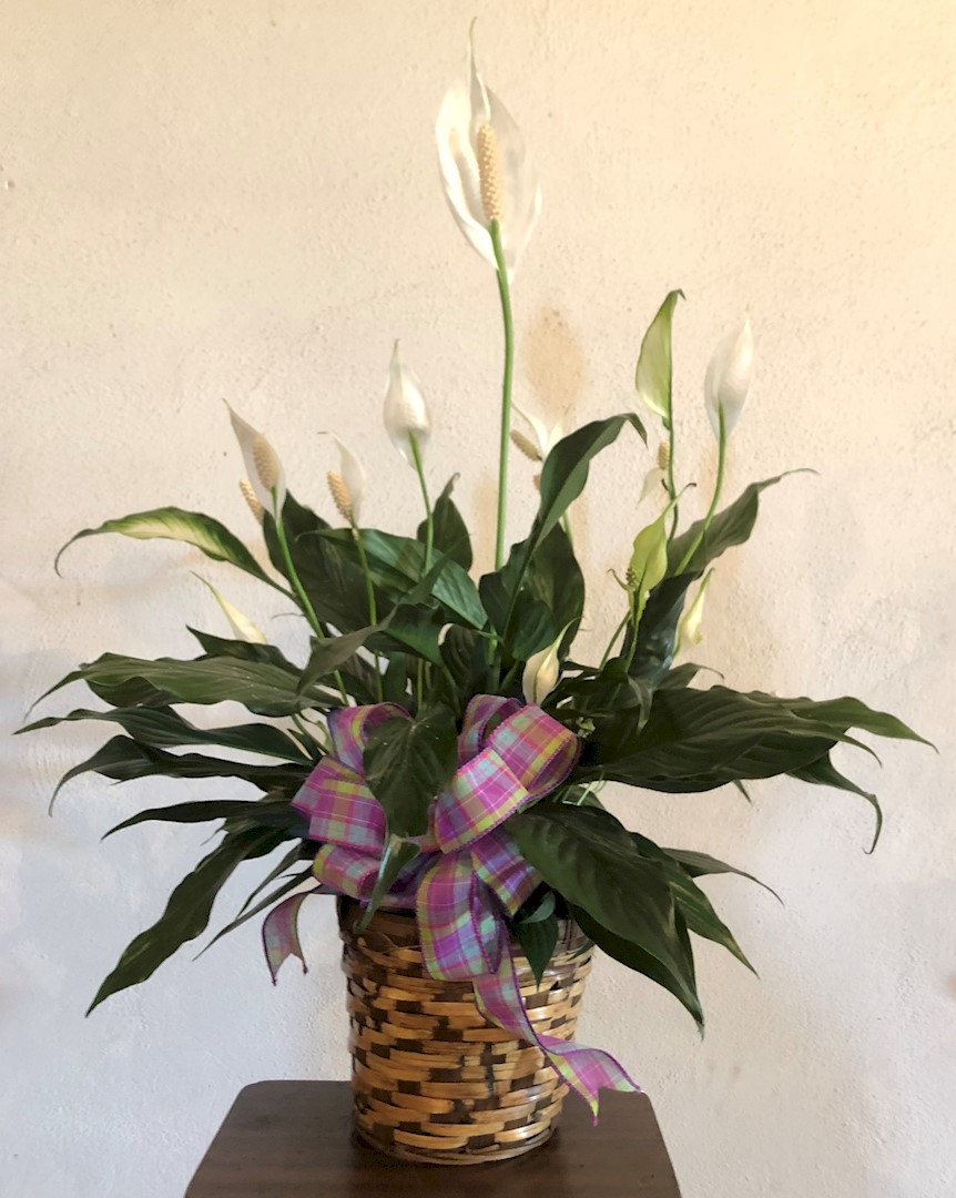 Flowers from Gene and Alma Crosbie and Paula Eisenbraun