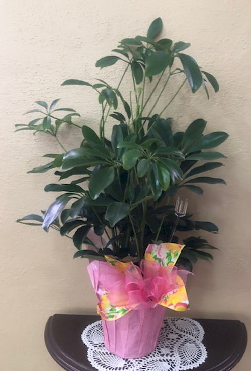 Flowers from The Moreharts