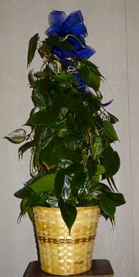 Flowers from Shorty & Diane, Tory & Leanna, Forest & Londa, Heath & Leronda