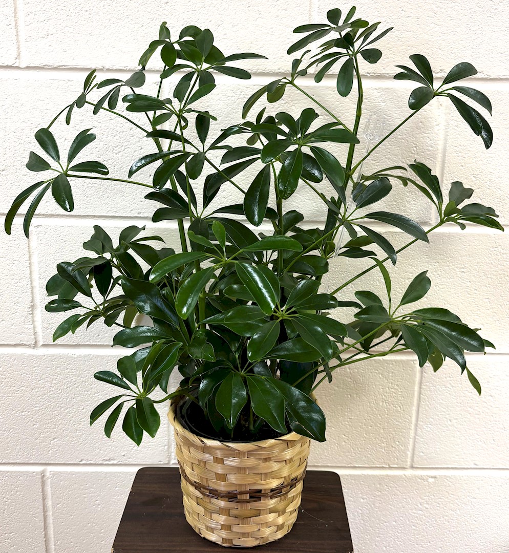Flowers from Kadoka Nursing Home Staff, Administration, and Board of Directors