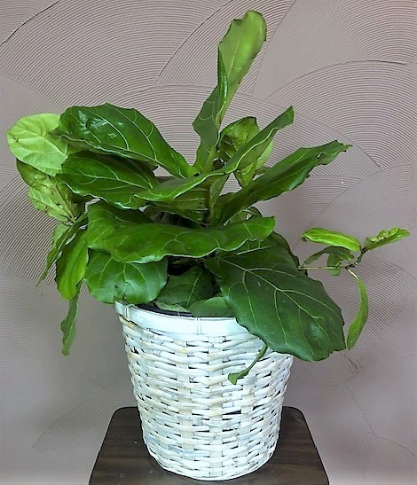 Flowers from The Collers - Sauntee, Heidi, Jadyn, Jyntre, and Jyrzee and Danny, Jerica, Ezekiel, and Nash Muzik