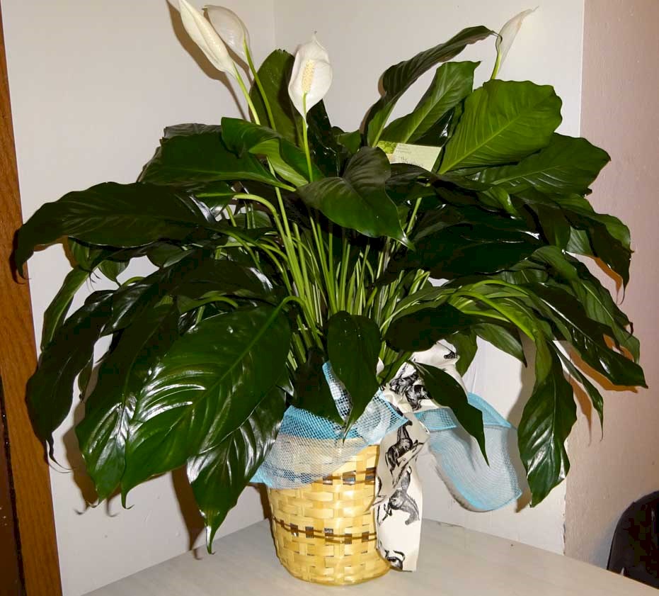 Flowers from The Medley's