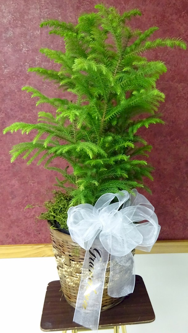 Flowers from "Grandma"