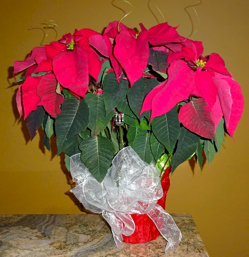 Flowers from Harlan and Lori Walker and Family