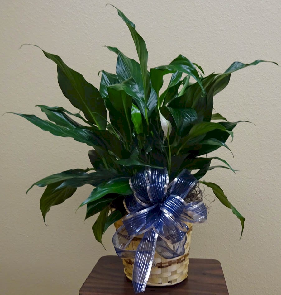 Flowers from Piedmont Post Office Crew