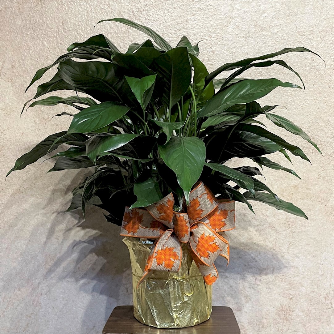 Flowers from Marilyn Wolf; Stephanie Gay and Family; Jill Leonard and Family; and Tara Norman and Family