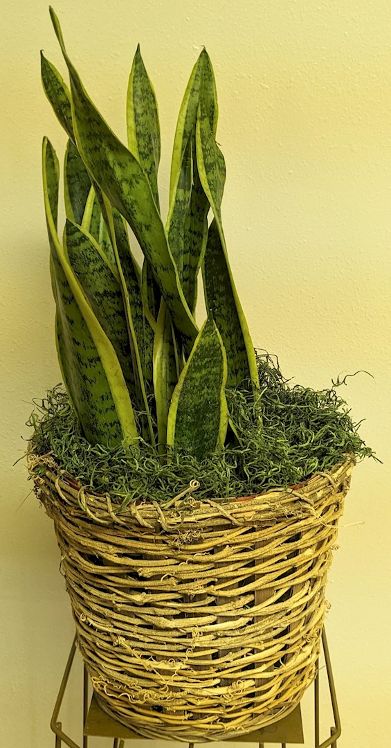 Flowers from The Madsen, Bouman, Hill, Stilwell, and Popwell Families