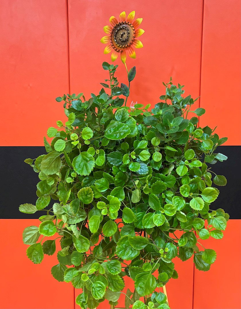 Flowers from Class of 1989