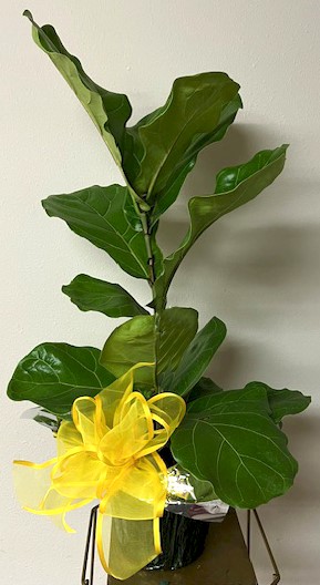Flowers from Dakota Country Pharmacy
