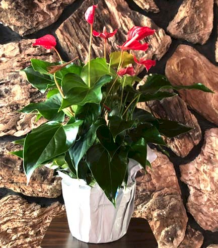 Flowers from Bonnie, Kathy, and Families