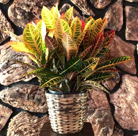 Flowers from Mark and Tammy - Discount and Kadoka Oil Employees