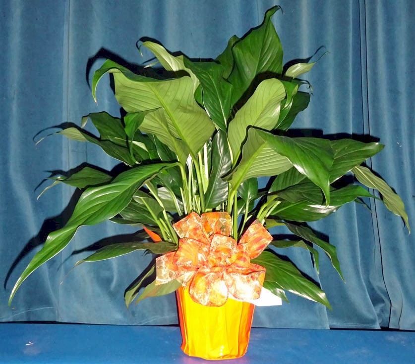 Flowers from Jones County Class of 2004