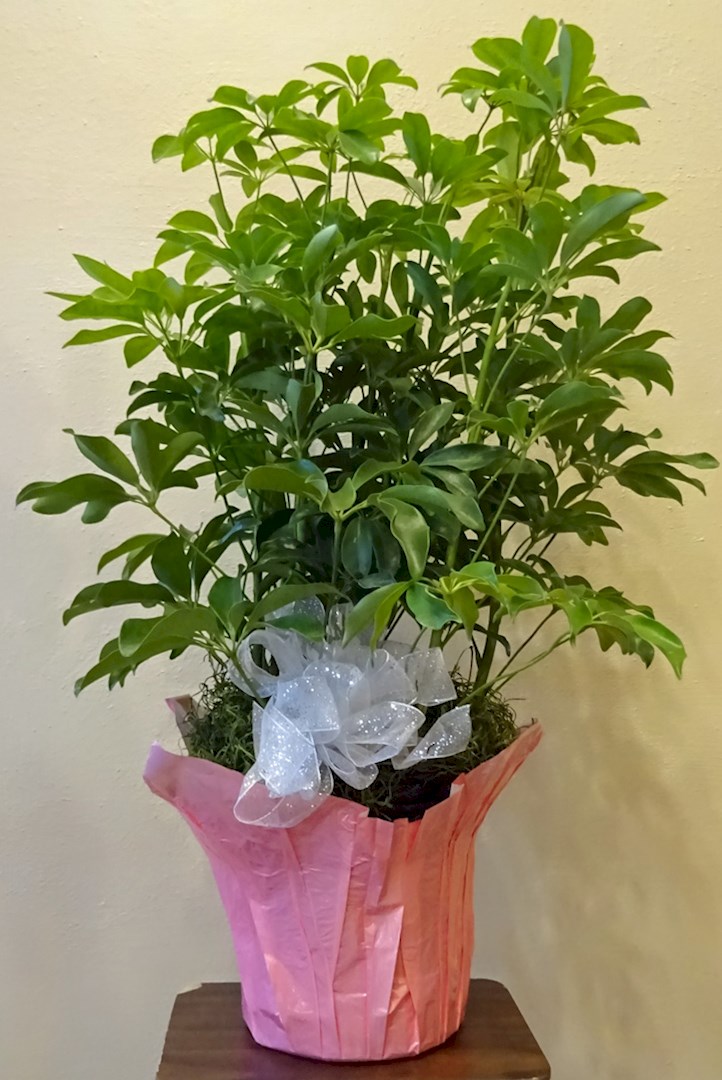 Flowers from Your friends and family at Burger King