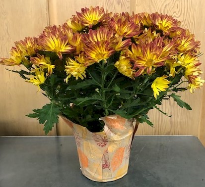 Flowers from Cathie Handcock Families