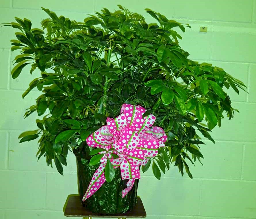 Flowers from Haakon County Conservation District and NRCS