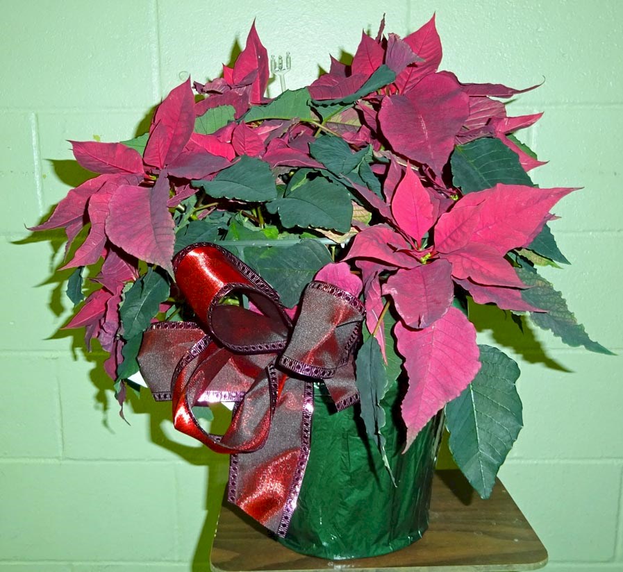 Flowers from Pat and Reuben Vollmer and Family