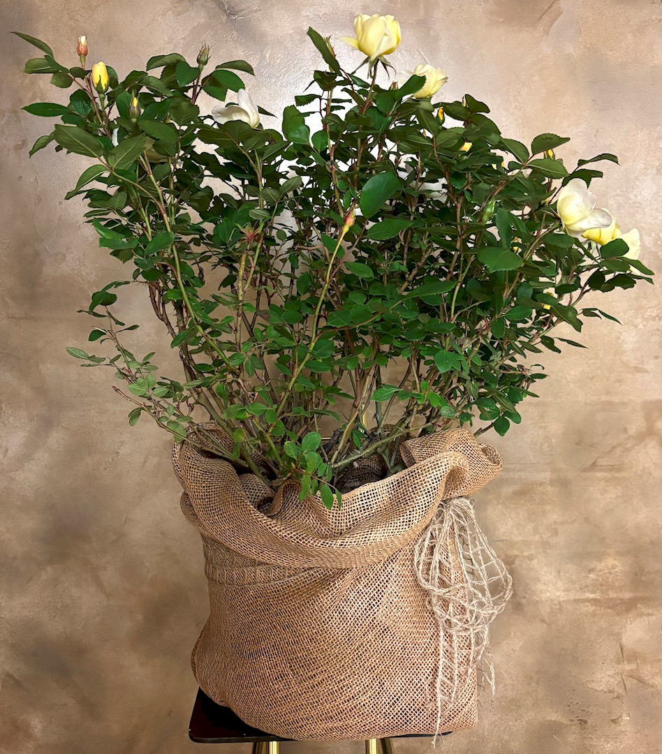 Flowers from Judy, Melissa, Amy, and Tracey Walker Girls