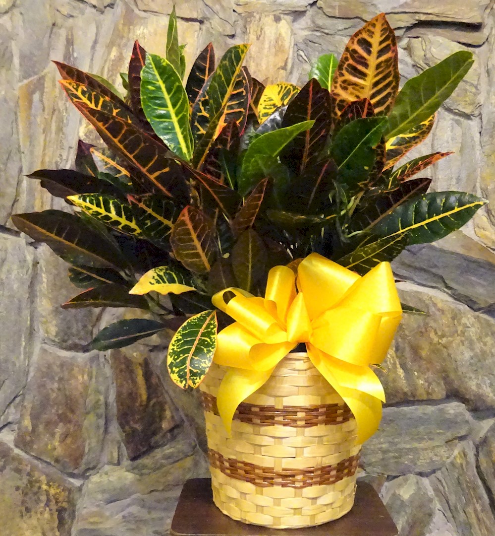 Flowers from Gene and Sheryl Michael and Family