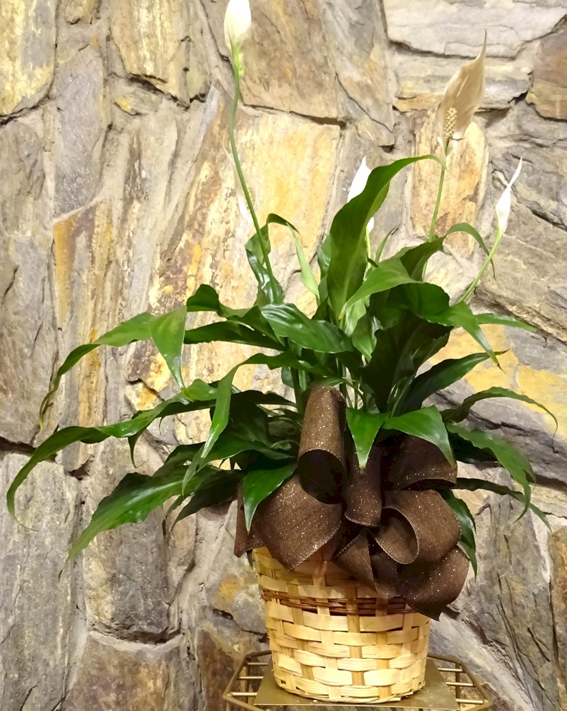 Flowers from Stulken, Petersen, Lingle, Walti, and Jones - Pierre, SD