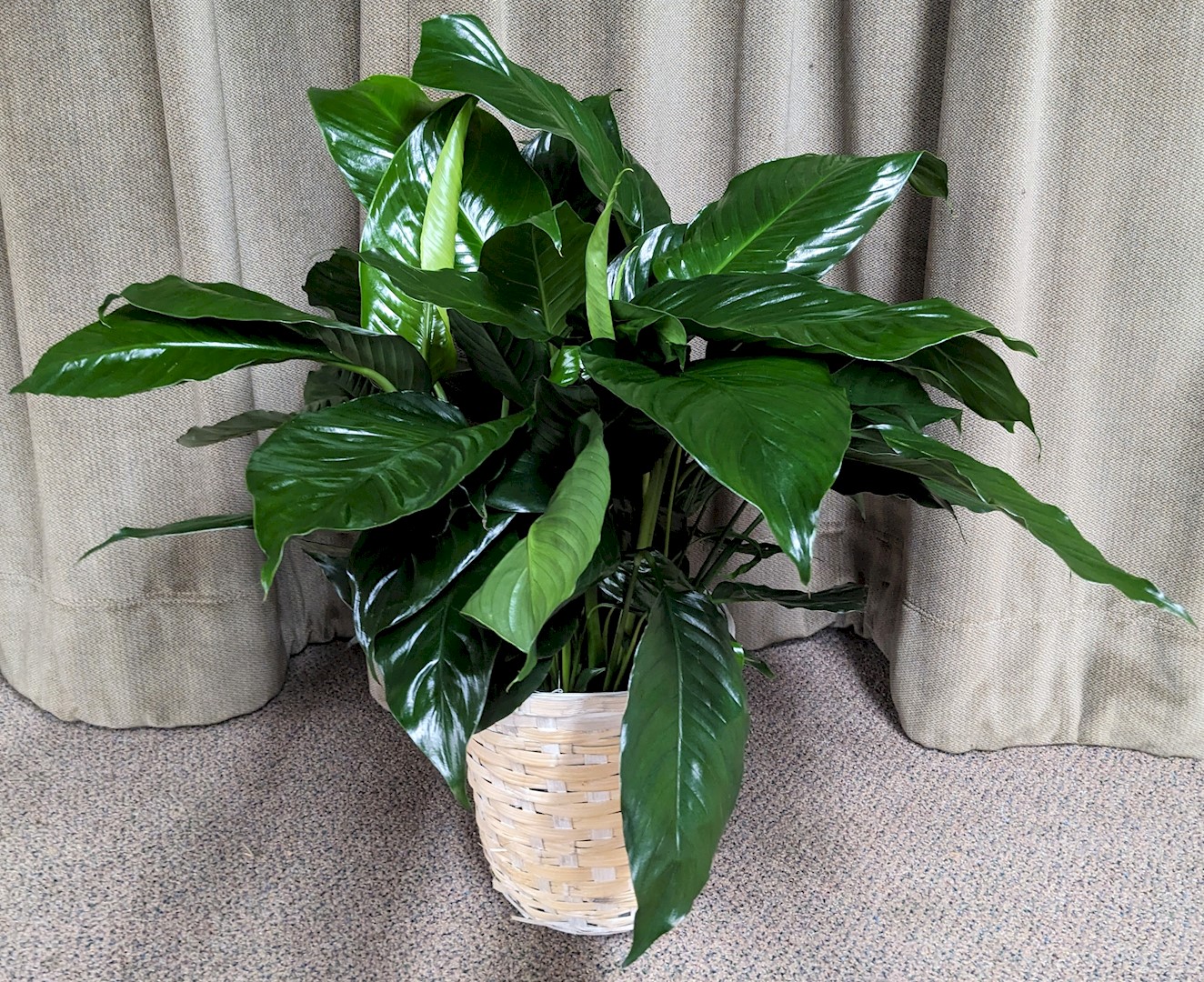 Flowers from Scotchman Living Center