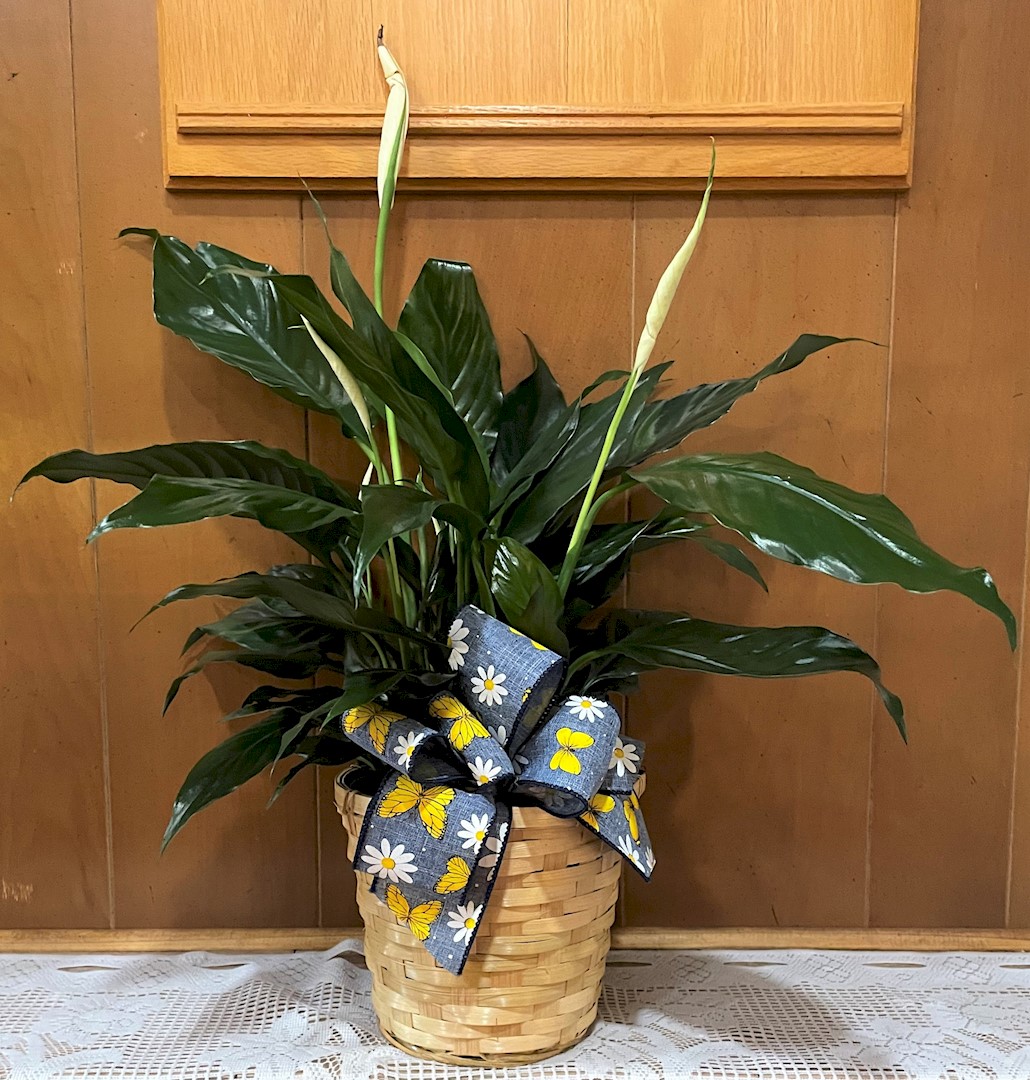 Flowers from Verda