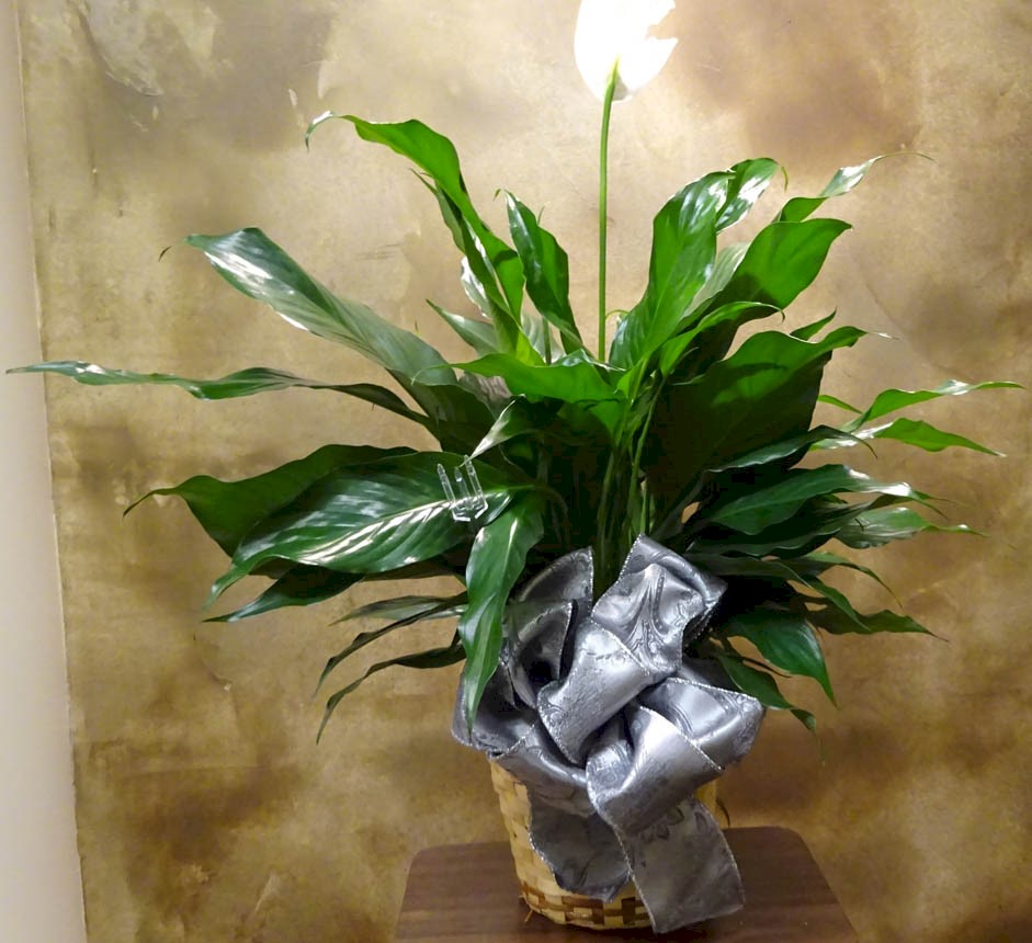 Flowers from Jeff and Harold Ford