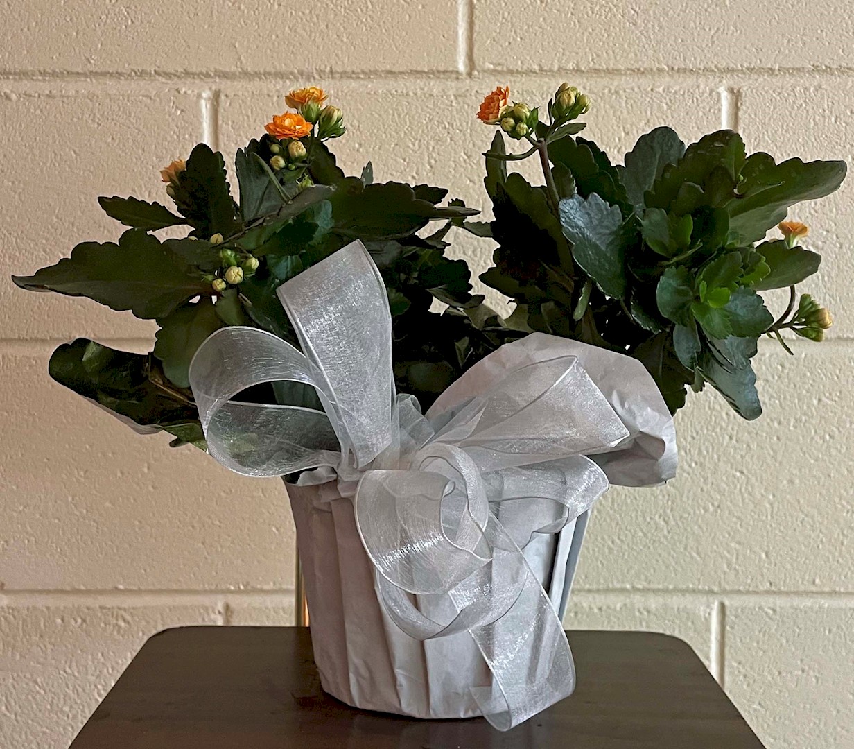 Flowers from Dakota Country Pharmacy