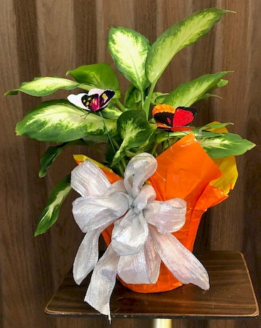 Flowers from Dan and Cindy Hauk