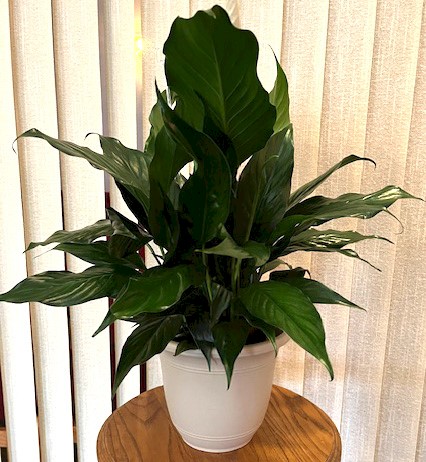 Flowers from Rick and Carolyn