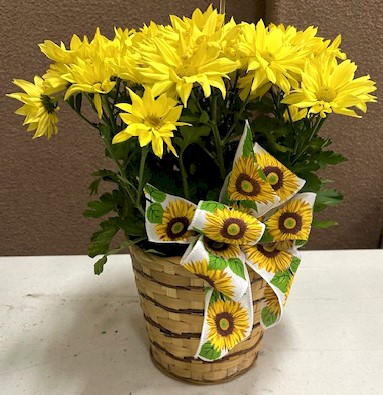 Flowers from Dakota Mill