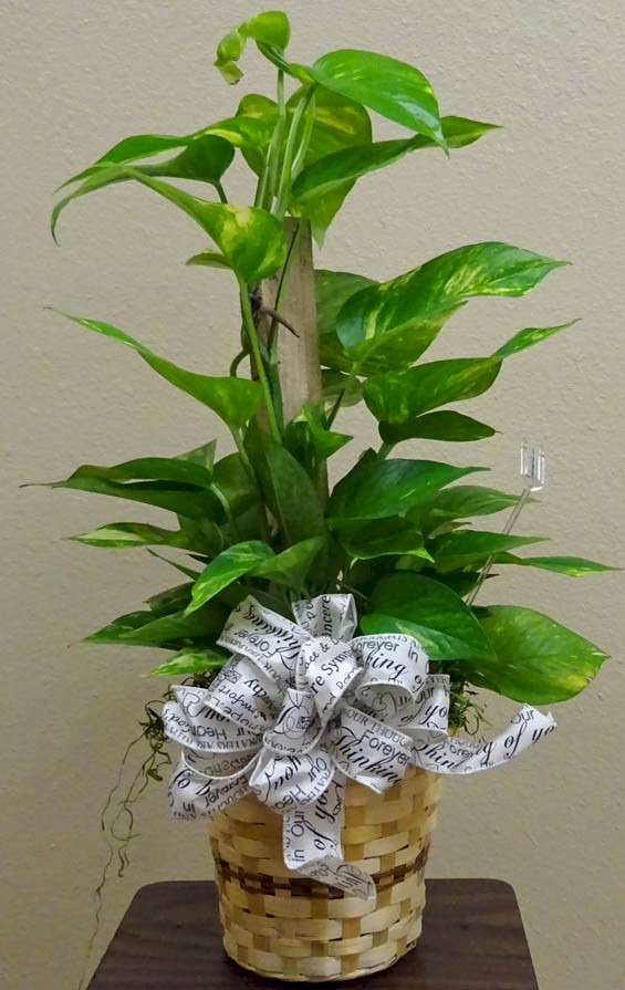 Flowers from Roger and Bonna Fortune, Holly, Clay and Family, Heather, Jeff and Family, and Cory, Alicia and Family