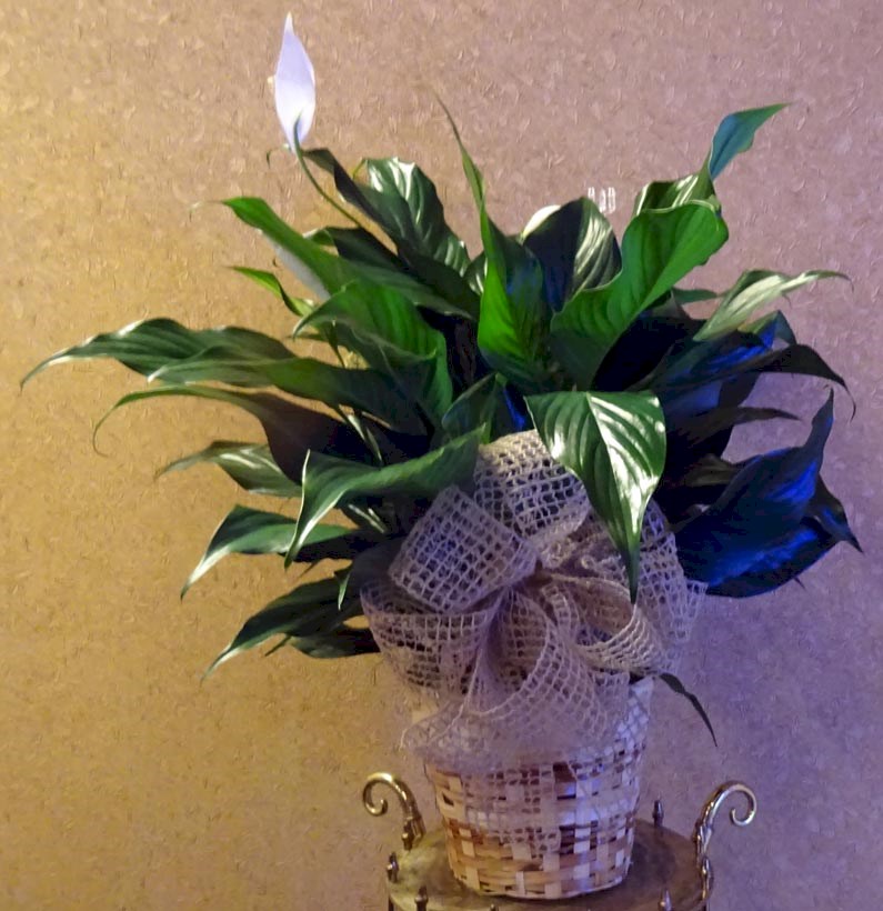 Flowers from Shauna and Bill Eastman and Family